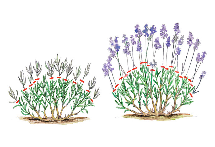 Lavendel schneiden