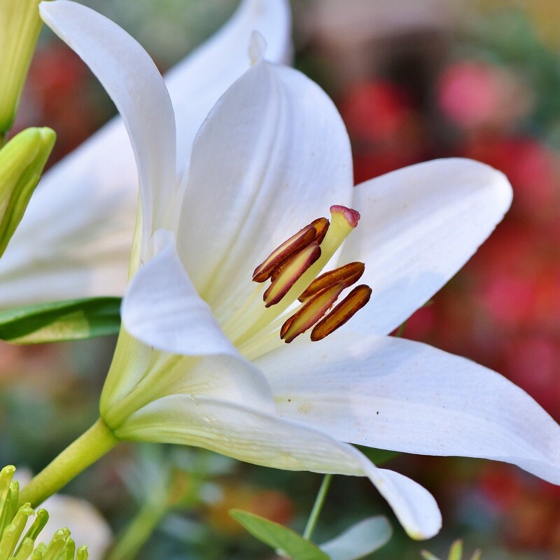 Weiße Lilienblüte