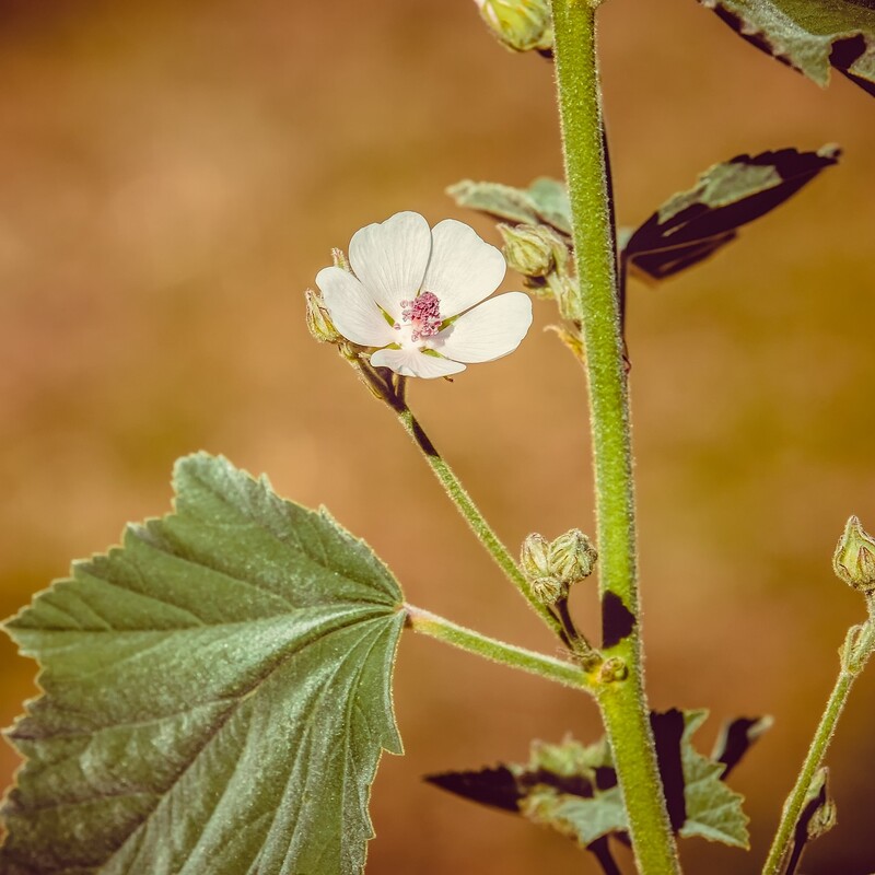 Eibischblüte