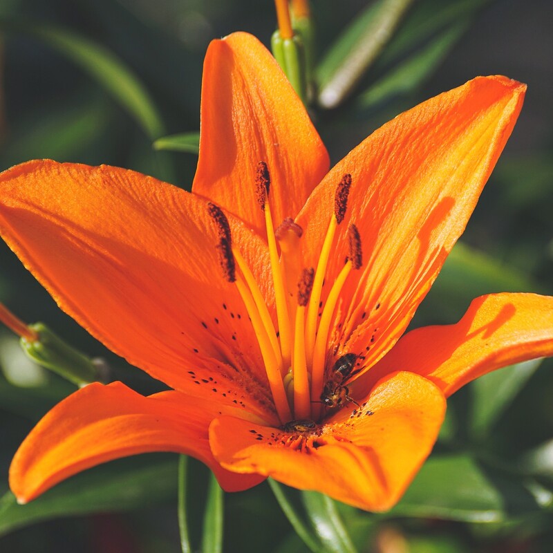 Orangefarbene Lilie