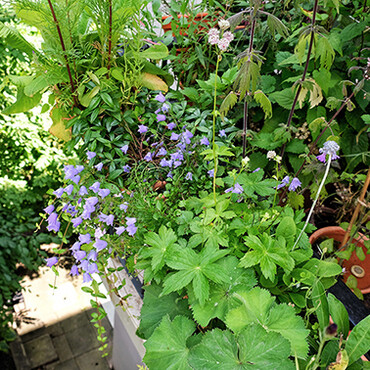 Mini-Balkon: Gurken und Glockenblumen