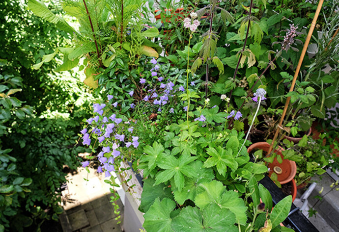Mini-Balkon: Gurken und Glockenblumen