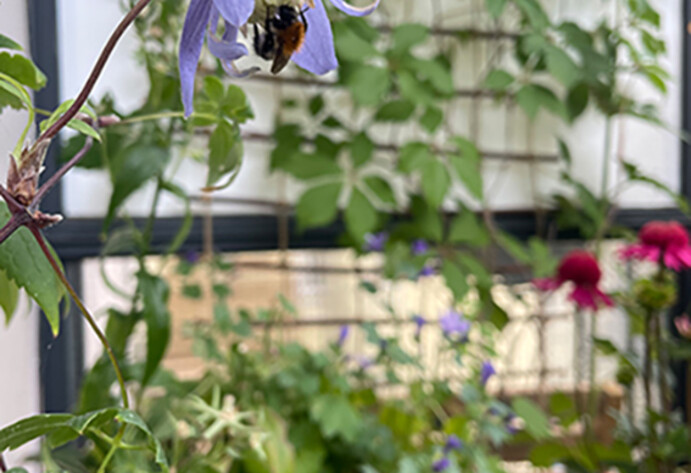 Biene in Blume auf Mini-Balkon