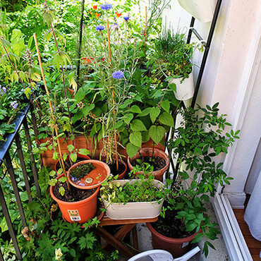 Mini-Balkon mit verschiedenen Pflanzen und Gießkanne