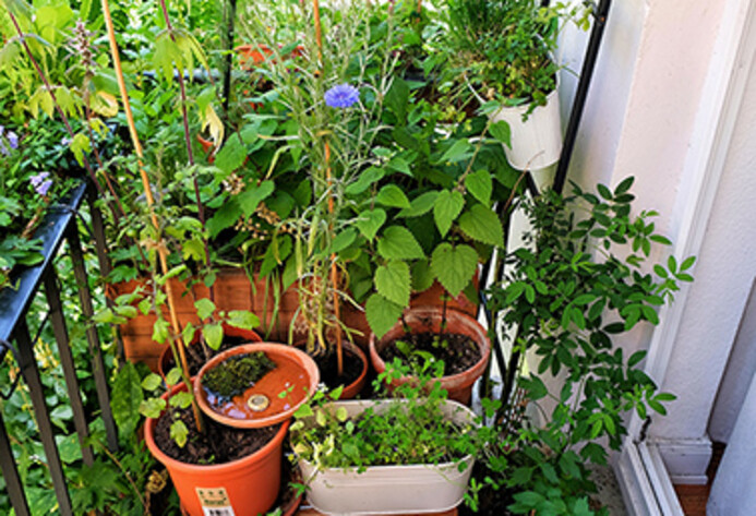 Mini-Balkon mit verschiedenen Pflanzen und Gießkanne