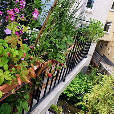 Mini-Balkon: Blick auf kleinen Balkon von außen mit Erdbeeren, Stauden und Gräsern