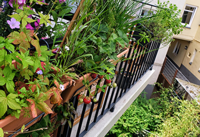Mini-Balkon: Blick auf kleinen Balkon von außen mit Erdbeeren, Stauden und Gräsern