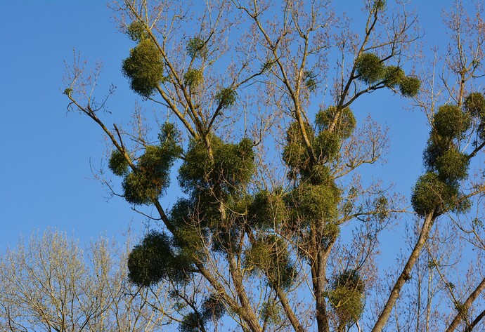 Misteln am Baum