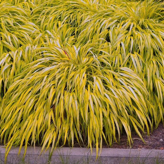 Ziergras_Goldbrandgras