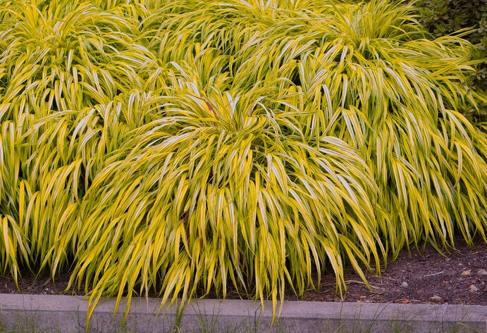 Ziergras_Goldbrandgras