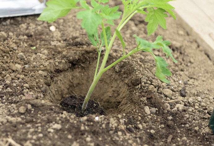 Tomatenpflanze wird eingepflanzt