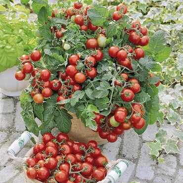 Tomate Vilma