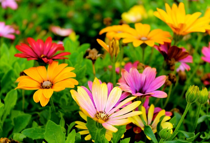 Bunte Blumen