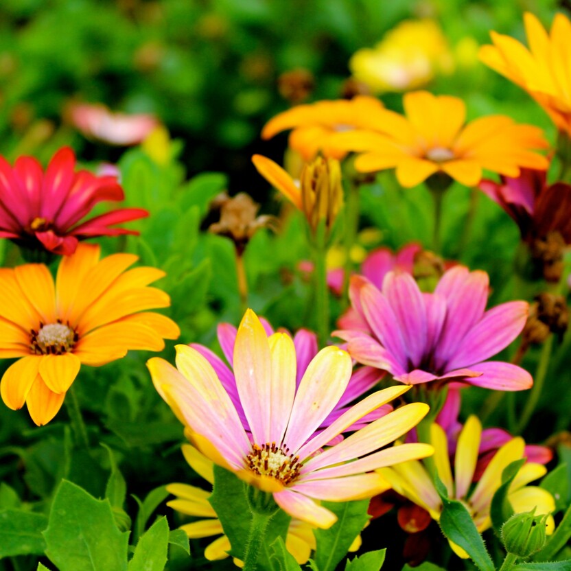Bunte Blumen