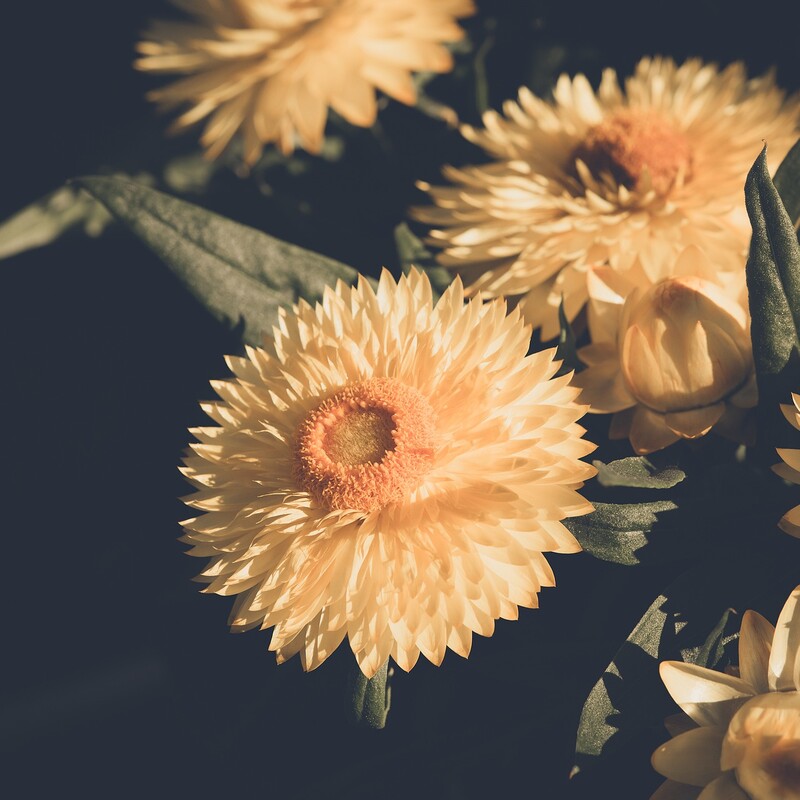 Strohblumen