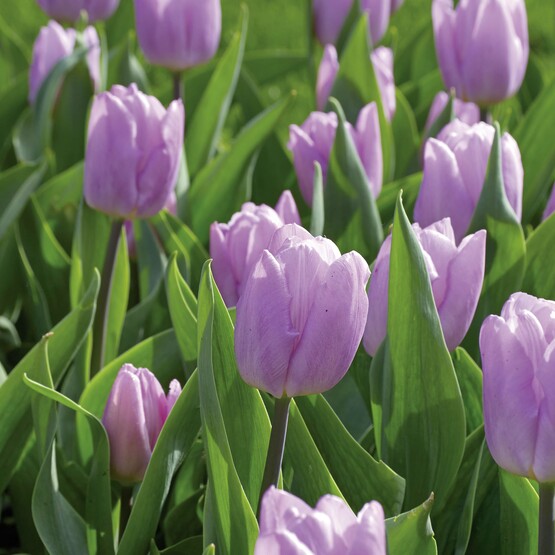 Lilafarbene Tulpen