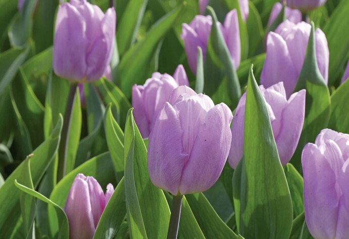Lilafarbene Tulpen