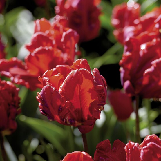 Rote Tulpen