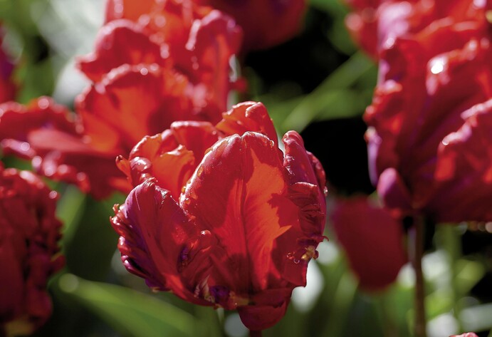Rote Tulpen