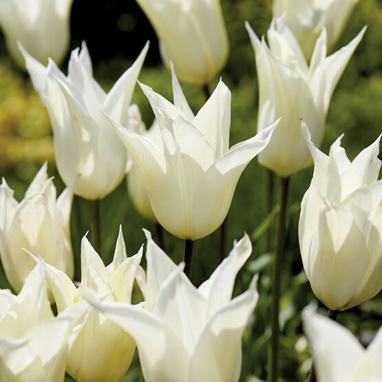 Weiße Tulpen Sapporo