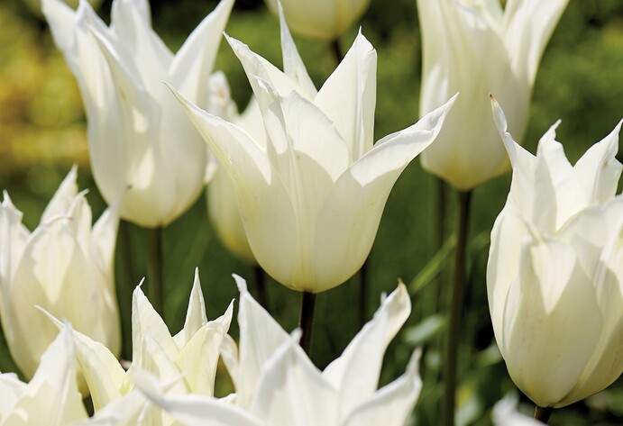 Weiße Tulpen Sapporo