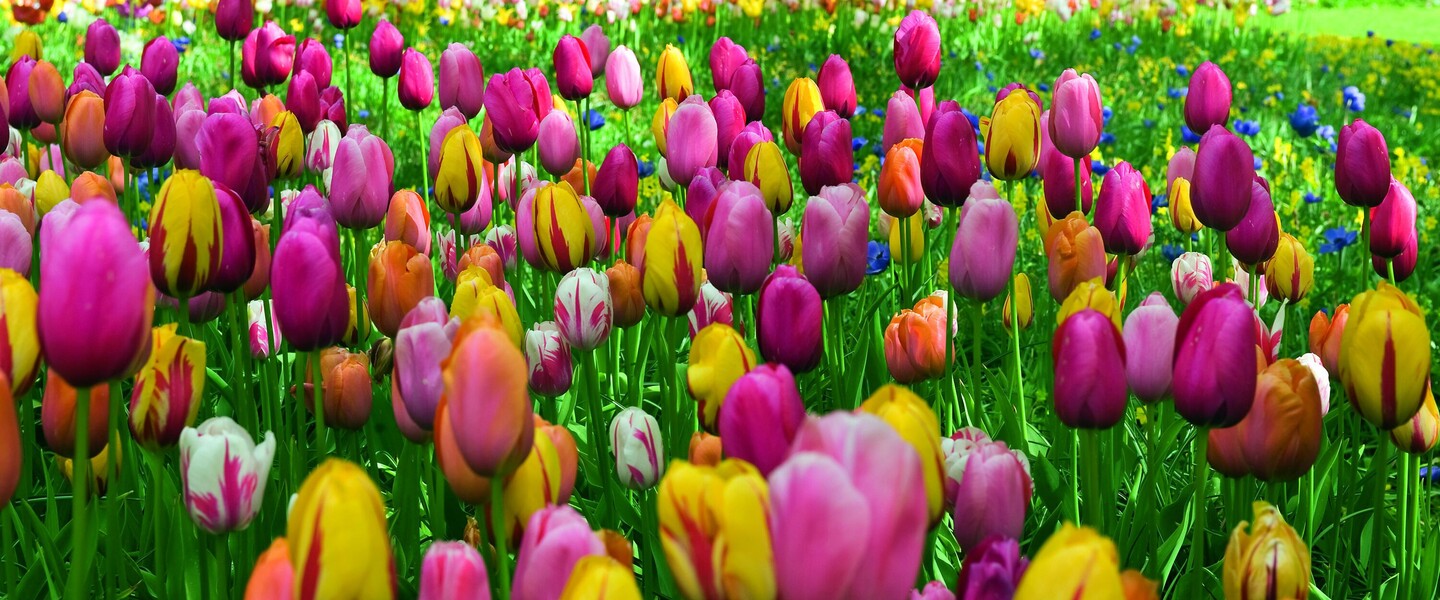 Bunte Tulpenwiese