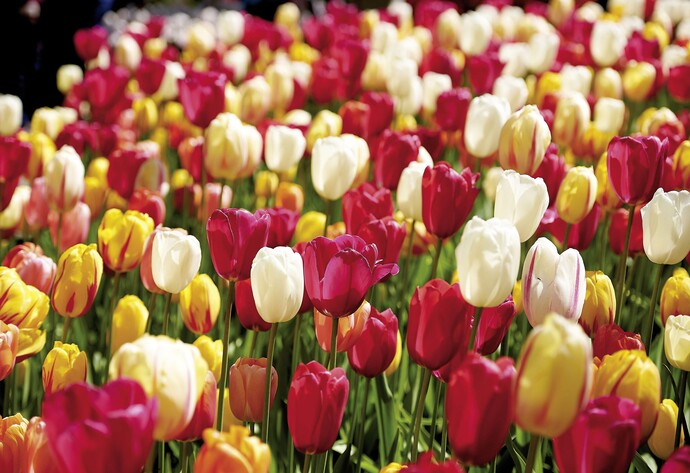 Tulpen in verschiedenen Farben
