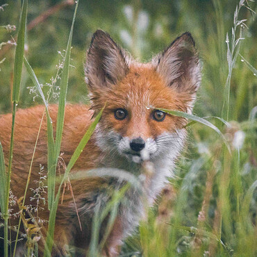 Fuchs