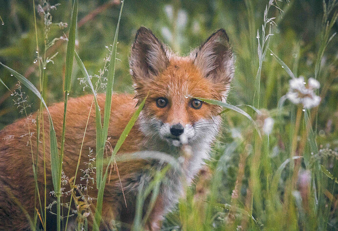 Fuchs
