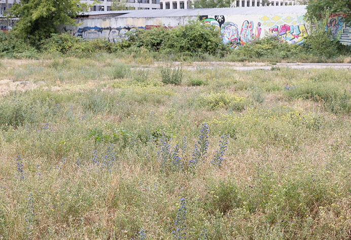 Wildkräuter