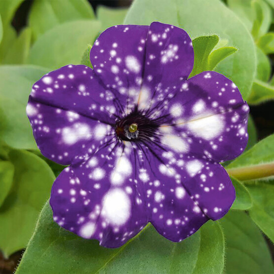 Zauberglöckchen "NIGHTSKY"