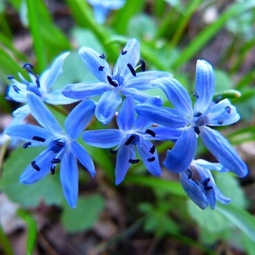 Blaustern