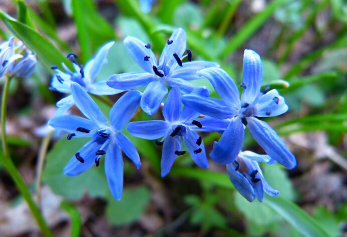 Blaustern
