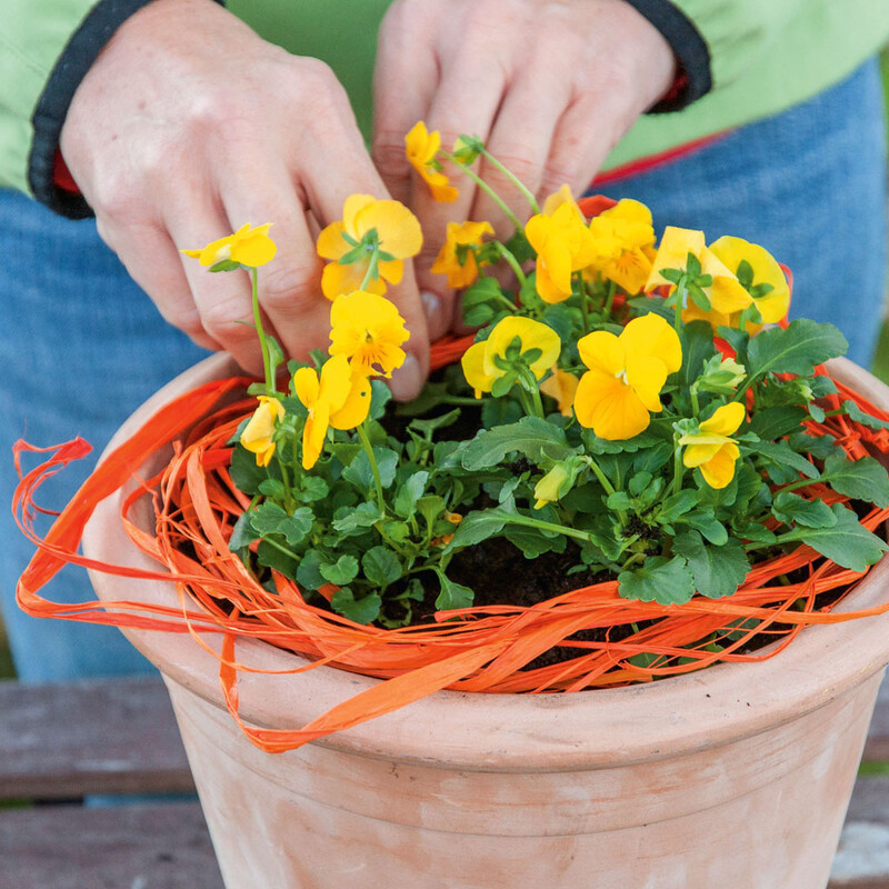 Blumenzwiebeln in einen Topf pflanzen Schritt2