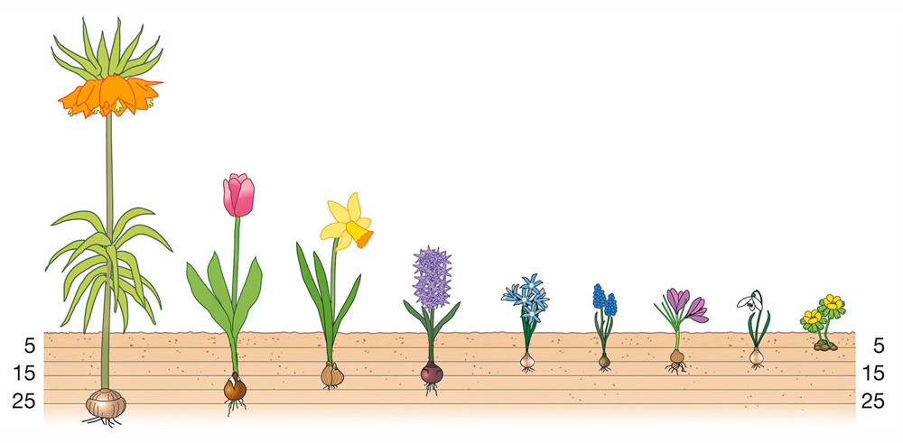 Die richtige Pflanztiefe für unterschiedliche Blumenzwiebeln