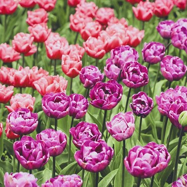 Tulpen