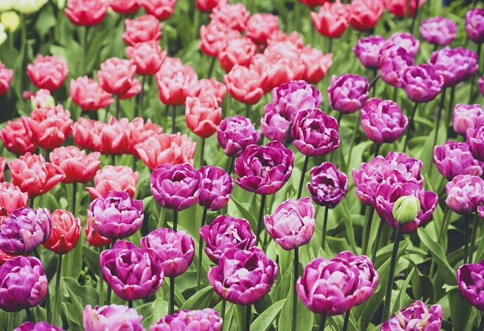Tulpen