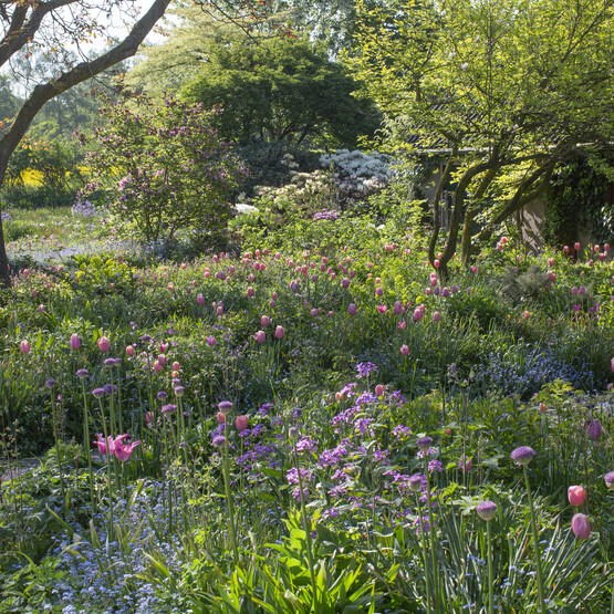Blumenzwiebeln bieten vielfältige Möglichkeiten zur Gartengestaltung