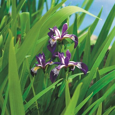 Iris