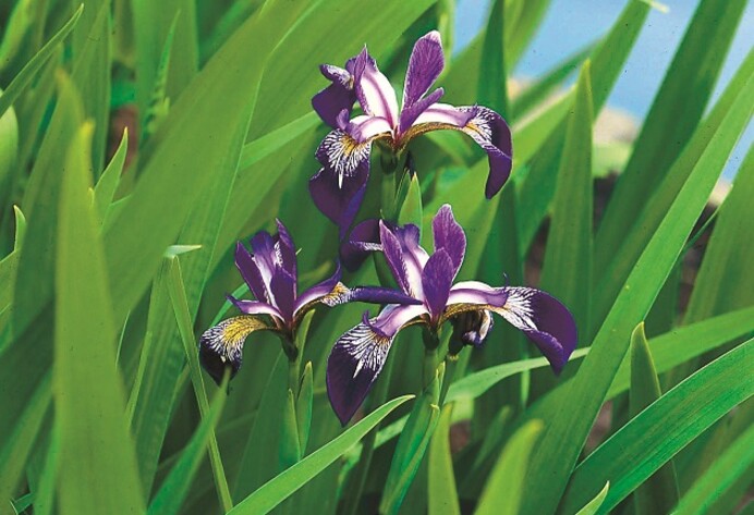 Iris