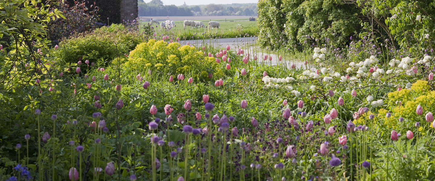 Blumenzwiebeln: Gartengestaltung mit Zwiebelblumen