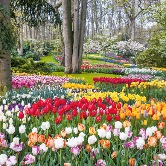 Keukenhof in den Niederlanden