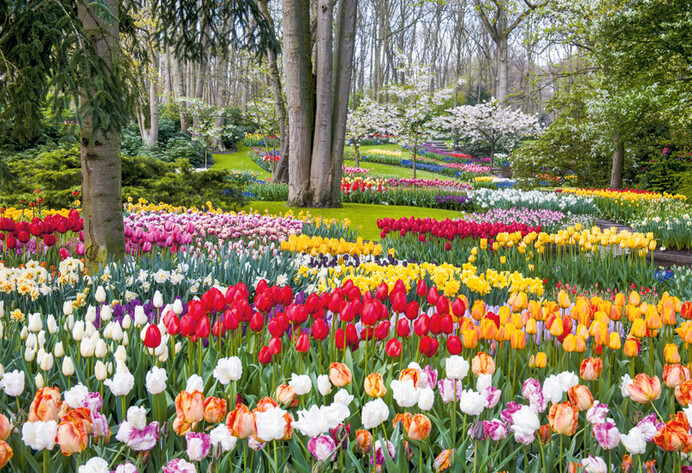 Keukenhof in den Niederlanden