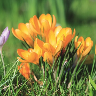 Krokusse