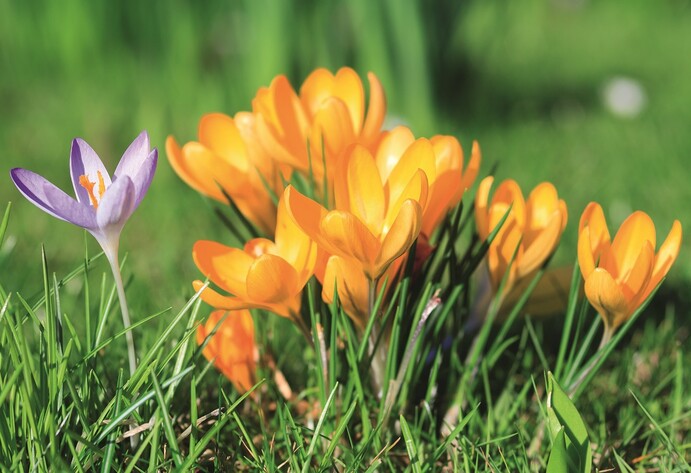 Krokusse