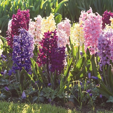 Hyazinthen in verschiedenen Farben