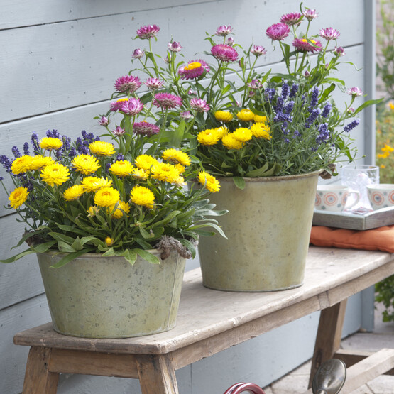 Strohblumen und Lavendel in Töpfen