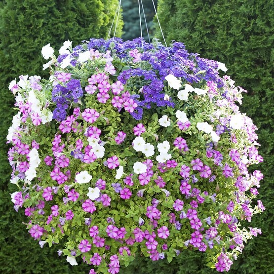 Blumenampel mit Zauberglöckchen