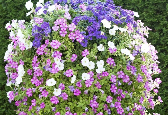 Blumenampel mit Zauberglöckchen