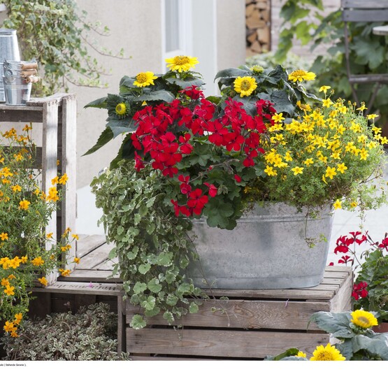 Geranie, umgeben von Bidens, Sonnenblumen und Gundermann